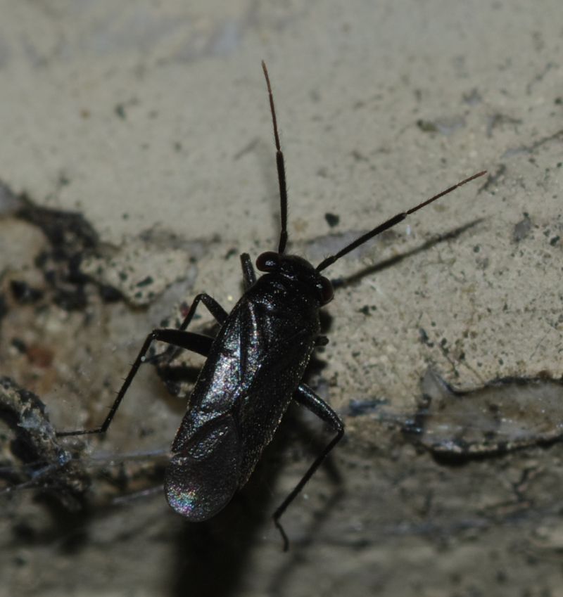 Miridae: Pachytomella sp. della Calabria (CS)